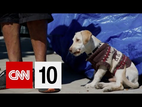 Treating Pets For No Cost