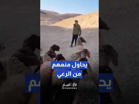 مستوطن يعتدي على رعاة الأغنام ويمنعهم من رعي مواشيهم   #shortscraft #news #shortsclip