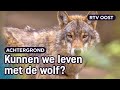 De wolf rukt op, ook in Overijssel | RTV Oost