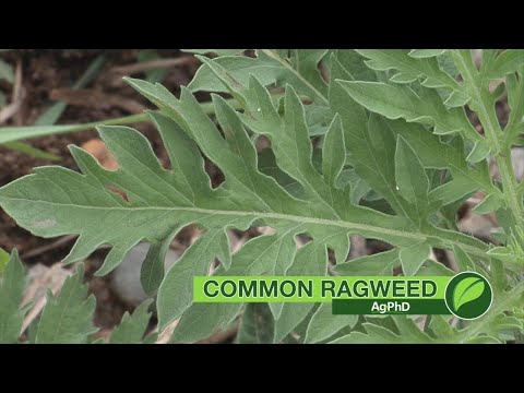 Weed of the Week #1037 Common Ragweed (Air Date 2-18-18)