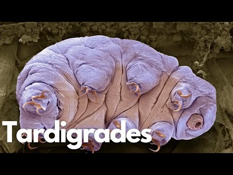 Tardigrades: The Ultimate Survivors of Nature!