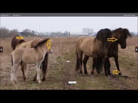 The Wild Konik of the Netherlands Body Language Decoded