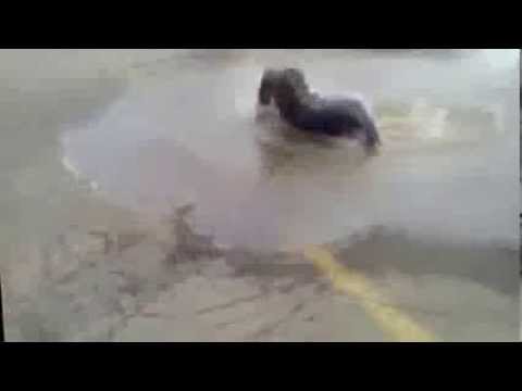 Skok u baru  JUMP  funny