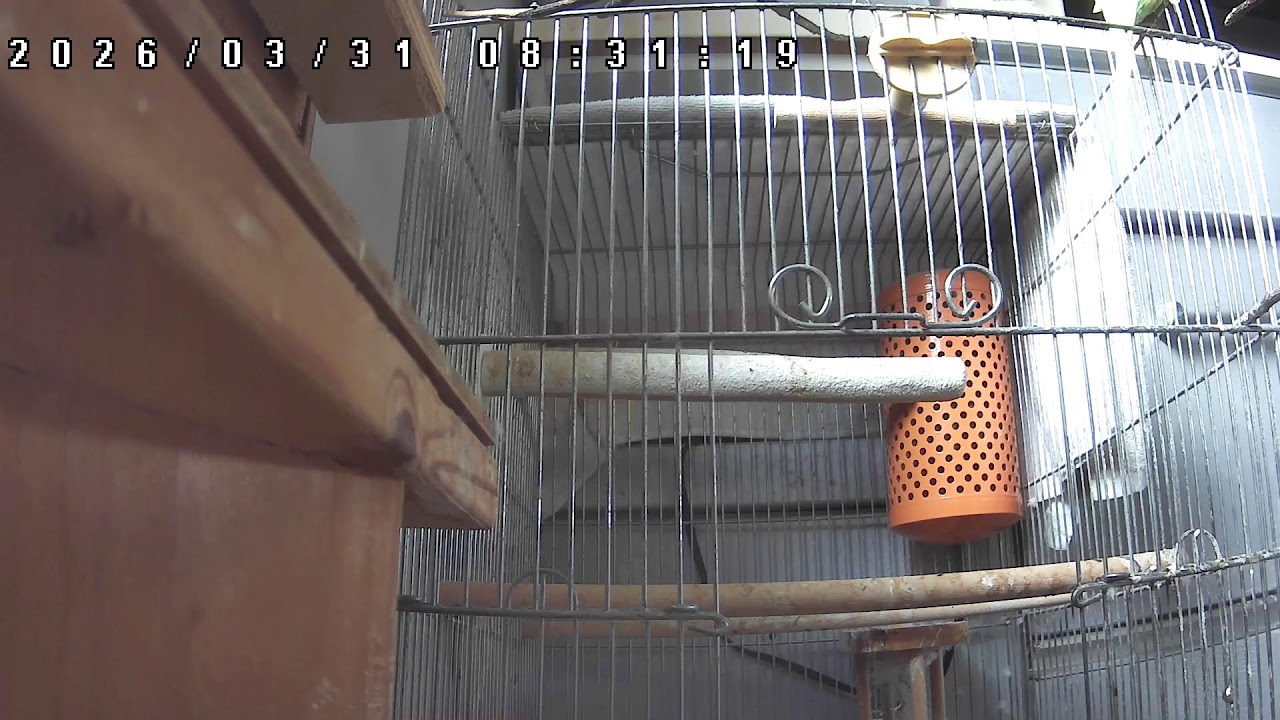 【ライブ配信】セキセイインコ**LIVE**