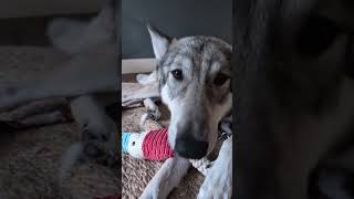 Buy cards, fund this expensive puppy's tastes for toys.#dog #wolf #wolfdog #pet #PetsOfyoutube