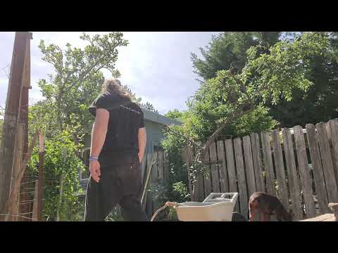 ADB: Treats and Connection. What Was The Dog Needing?