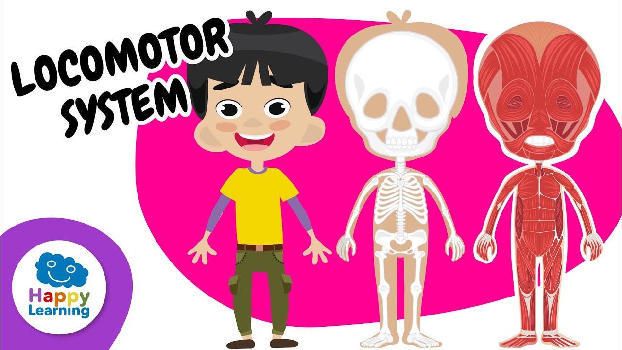 💪🫁🫀 LOCOMOTOR SYSTEM: How your body works? | Educational Videos for Children |@HappyLearningENG