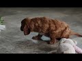 Cavalier King Charles Spaniel dogs for sale: Riley - Video 1