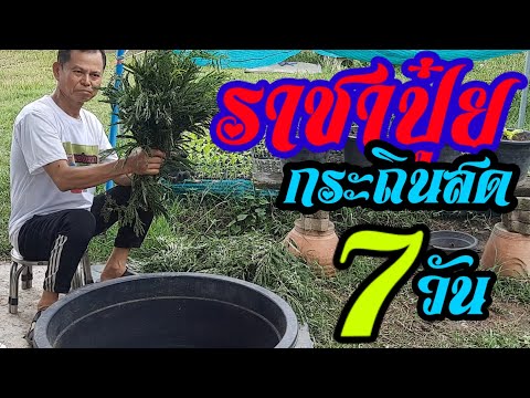 ปุ๋ยหมักกระถินราชาปุ๋ย