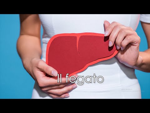 Il fegato: cos'è e come funziona