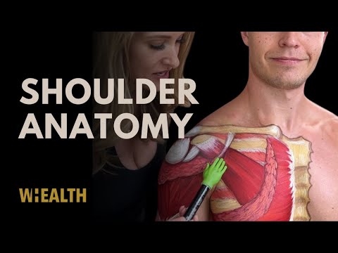 Shoulder anatomy made simple - learn anatomy of human body
