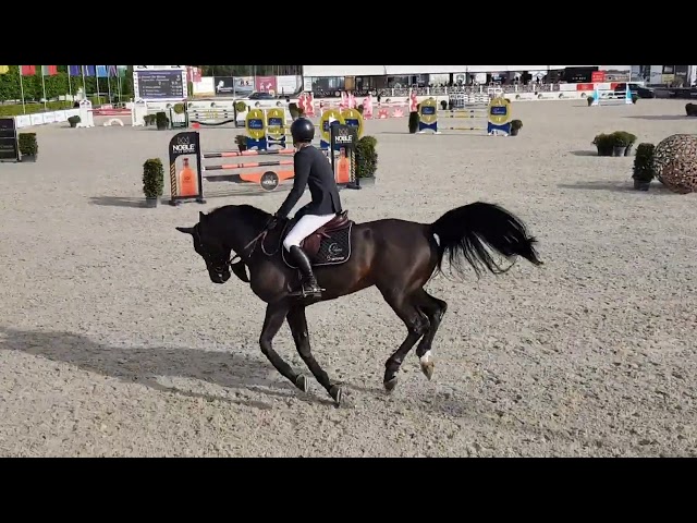 Carthina RV Z 3/4 sister top Stallion Pegase van't Ruytershof!