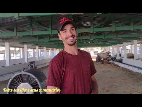 Avaré fazenda ms santa fé de Monte alegre de minas preparador Vinícius de oliveira MG vacas leiteira