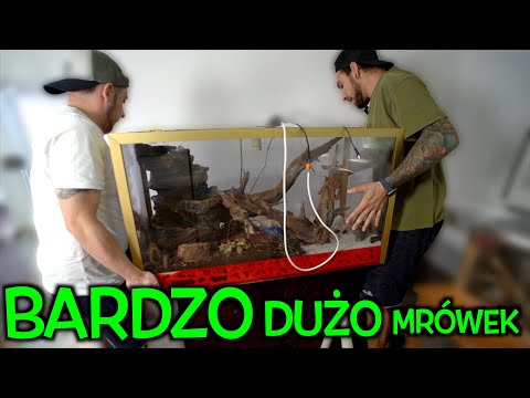 GIGANTYCZNA KOLONIA MRÓWEK OD WIDZA 🤯 Camponotus nicobarensis