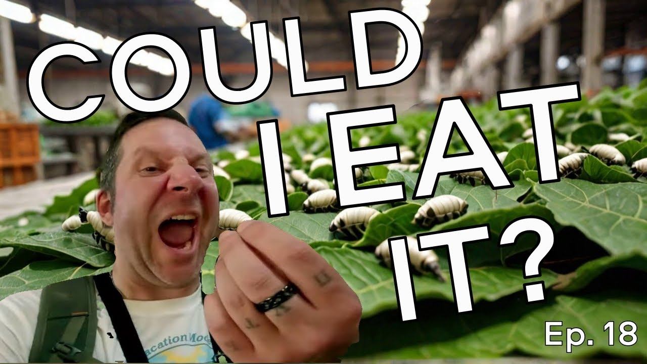 At Đà Lạt Silk Factory, visitors witness the mesmerizing transformation of silkworm cocoons into smooth, elegant textiles.