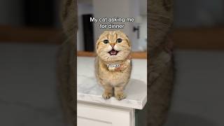 My corgi has bad manners!