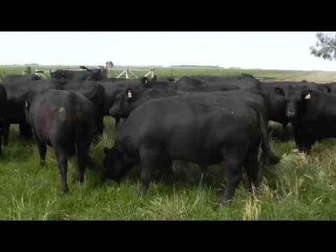 Toros PC a Venta parte 2