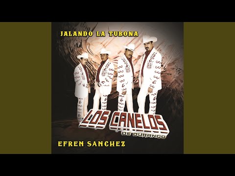 Linda Guerita (Tuba)