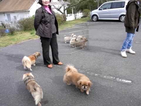 チベタン・スパニエル