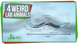 4 Weird Lab Animals