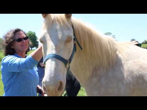 2019 Be More Award - Faith N Friends Horse Rescue & Sanctuary
