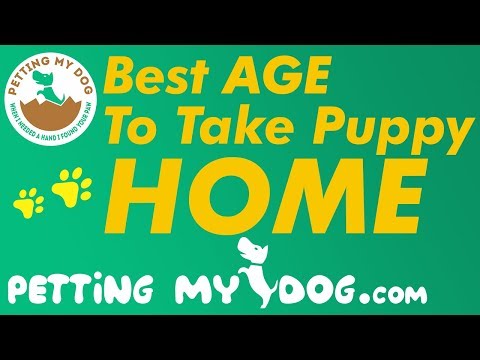 Best Age To Take Puppy Home - Is That 6, 8 or 12 Weeks?