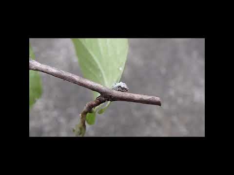 庭のコナカイガラムシの治療法: 祖母の効果的な 5 つの治​​療法  庭園