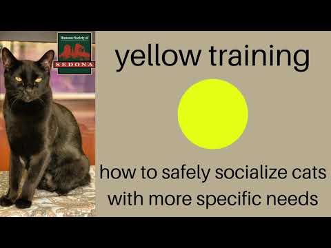 HSS Yellow Cat Training: How to safely socialize cats with more specific needs!