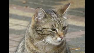 Katze Mimi Fliederbaum 