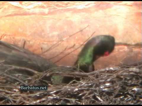 Cigüeña negra ( Ciconia nigra )