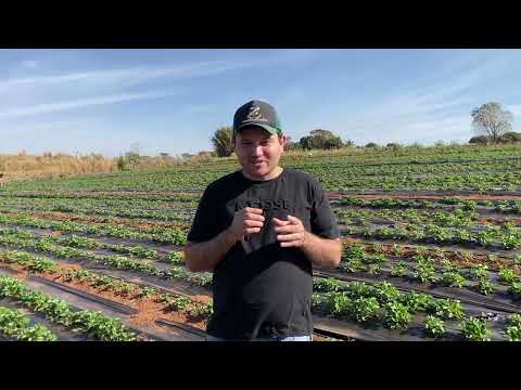 🍓Tudo que voce precisa sobre a colheita de Morangos em Urania turismo rural