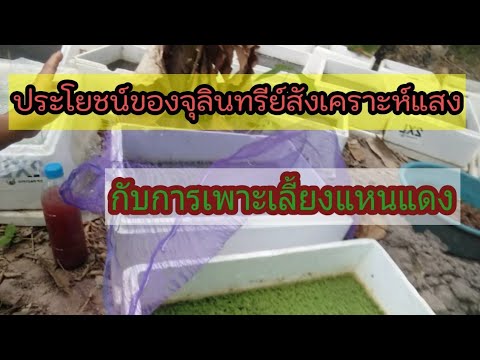 การปลูกเลี้ยงแหนแดงด้วยจุลินทรีย์สังเคราะห์แสงและวิธีการมากมายให้แหนแดงสมบูรณ์พร้อมการป้องกันศัตรู