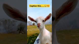 caption this...😂😍#goat #animals #nature #natural #travel #life #relax #happy #funny #cute #omg