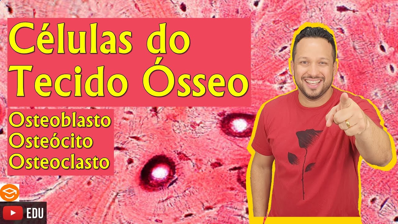Células do Tecido Ósseo - Osteoblastos, Osteócitos e Osteoclastos - Componentes do Tecido Ósseo