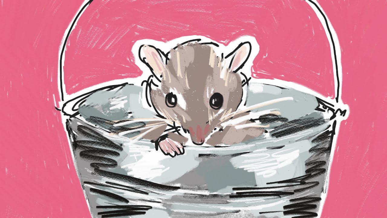 You Are Into Mousetrap YouTube