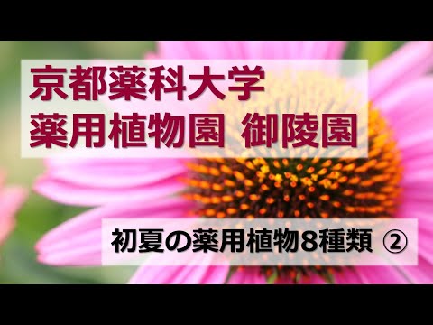 【京都薬科大学】薬用植物園 御陵園 第2弾「初夏の薬用植物②」