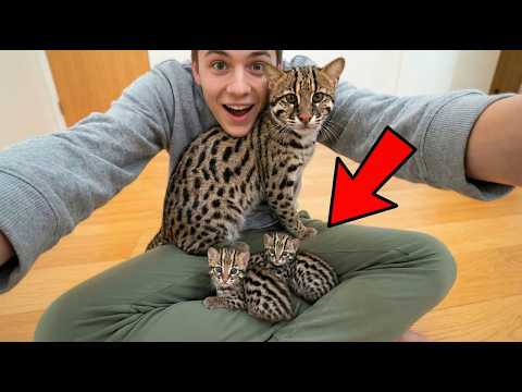 They Thought I Found a Normal Kitten... Now She's a WILD Fishing Cat with Babies!