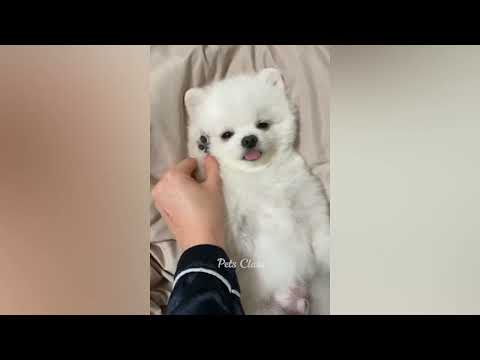 Funny Cats and Dogs Compilation 2023 :The Best of Pet Comedy: