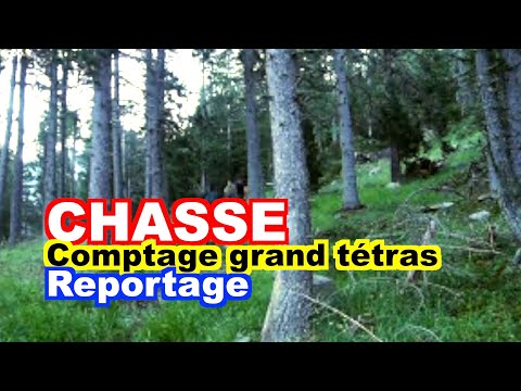 comment participer a une chasse a courre