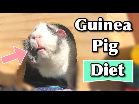 The Ultimate Guide To The Guinea Pig Diet!
