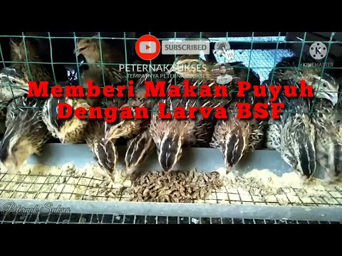 , title : 'MEMBERI MAKAN PUYUH DENGAN LARVA BSF [] PETERNAK SUKSES'