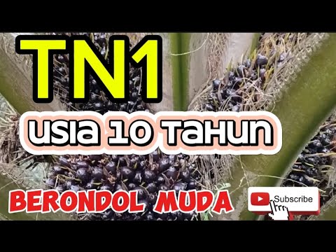 The appearance of TN1 at the age of 10 years during the track period. #TN1