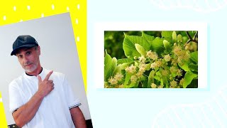 🤔¿QUÉ ES la TILA ALPINA¿Es tan buena como dicen