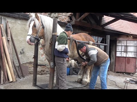 Armasarul Grizzly la potcovit Cristian, Sibiu - 2019 Nou!!!