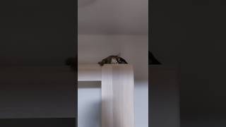 どこにいても挨拶は欠かさない猫 #shorts