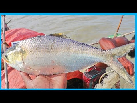 Amazing Fast Hilsa Fishing Skill (PART 37) - Catching Hilsa Fish Big on the Sea