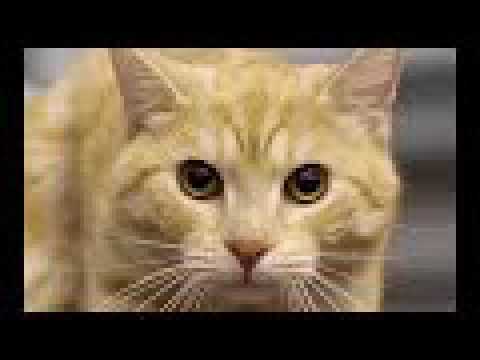 Z kociej perspektywy | Pastolektor Reuploading