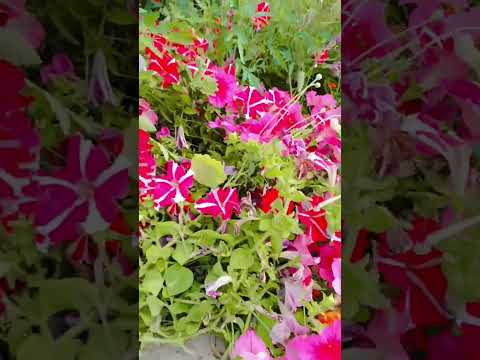 beauty of flowers 🌺🌺🍁🍁🍁🌻🌻🌼🌼🪴🌱🌴🌿☘️🍀🌳🏵🌸💐🍁🍁🌺🌺#trending #vlog #cute #love