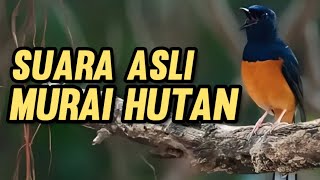 Download lagu SUARA ASLI MURAI BATU HUTAN || 100 % Original Murai Hutan mp3 Download lagu SUARA ASLI MURAI BATU HUTAN || 100 % Original Murai Hutan mp3