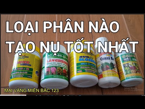 🔴 QBS22236 - PHÂN NÀOTẠO NỤ MAI VÀNG TỐT NHẤT 0942456100 || CÁCH TẠO NỤ CHO CÂY MAI VÀNG MIỀN BẮC